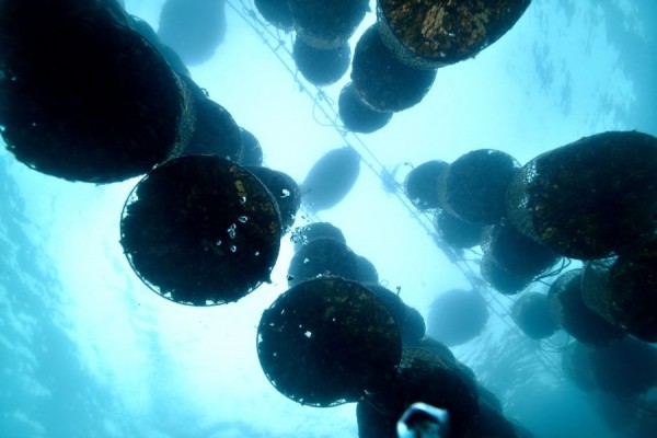 EL INJERTO DE LAS OSTRAS PERLIFERAS